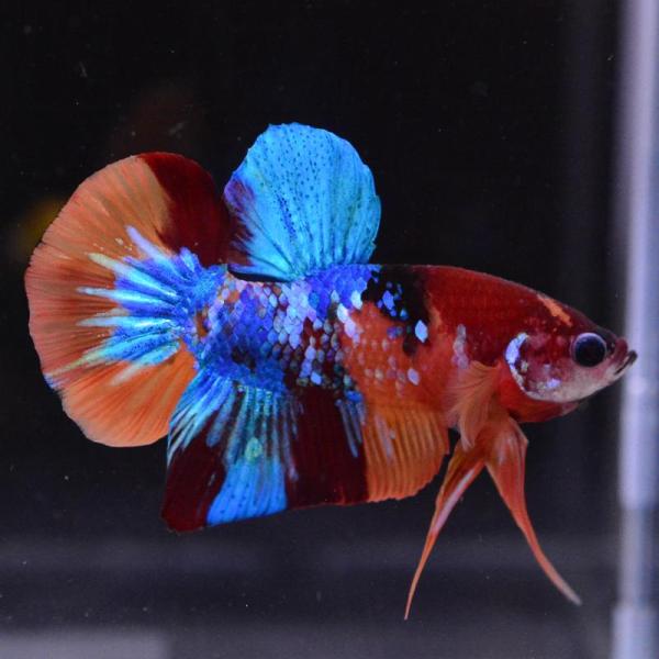 ベタ 熱帯魚 生体 プラカット マルチカラー オス レッド系