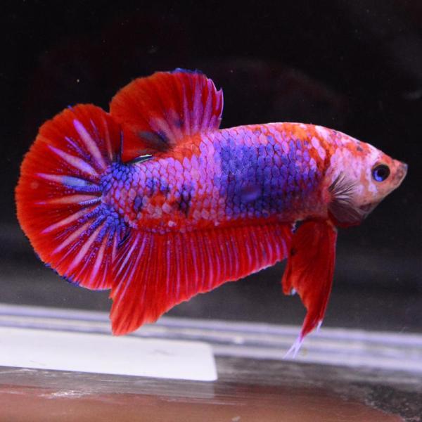 ベタ 熱帯魚 生体 プラカット マルチカラー オス レッド系