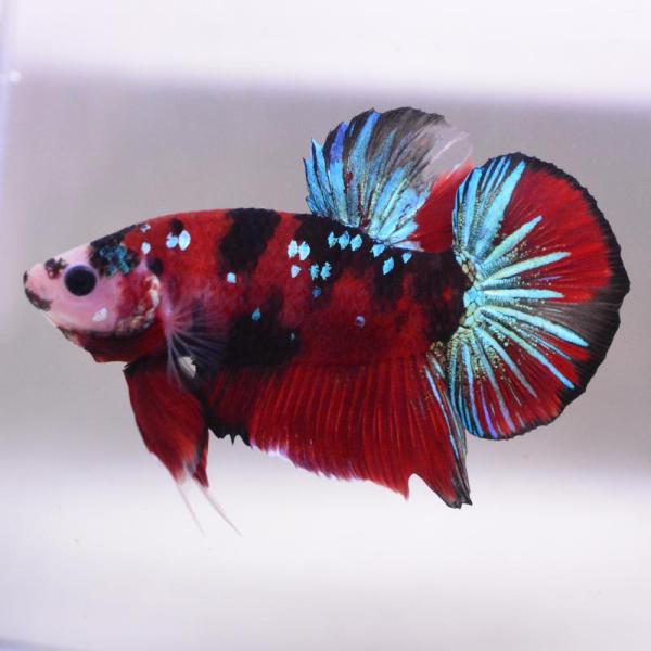 ベタ 熱帯魚 生体 プラカット レッドギャラクシー オス ブルー系