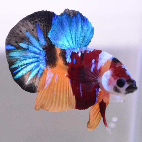 ベタ 熱帯魚 生体 プラカット マルチカラー オス レッド系