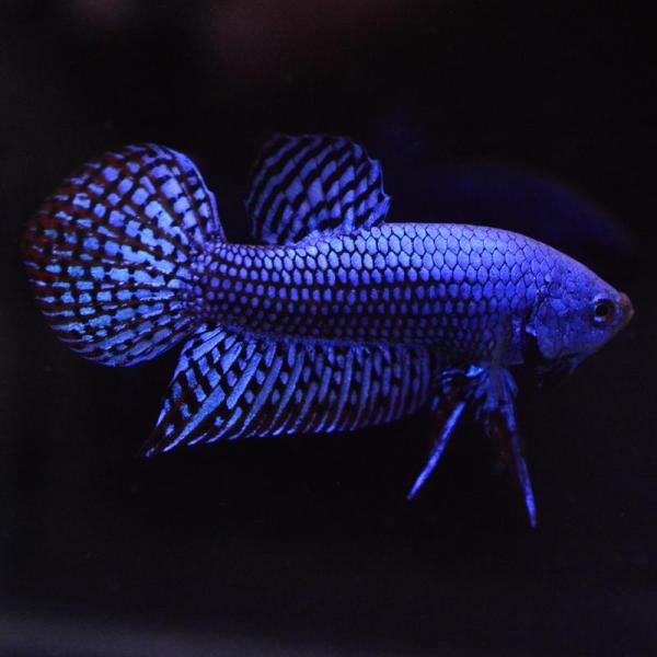 ベタ 熱帯魚 生体 エイリアン ブルー オス