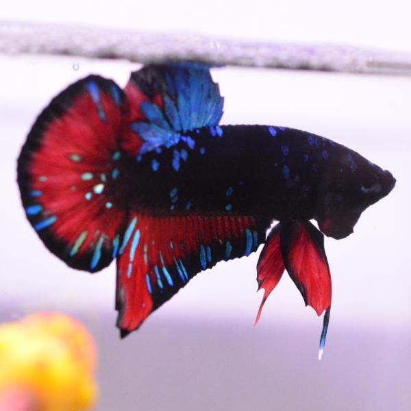 ベタ 熱帯魚 生体 プラカット ブラックスター オス ブルー系