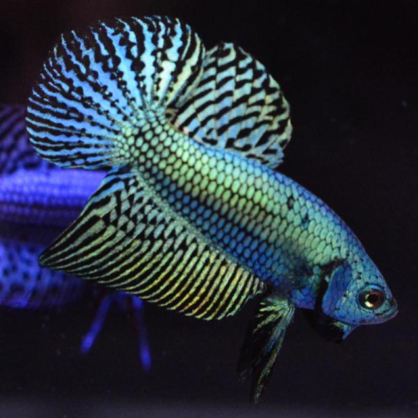 ベタ 熱帯魚 生体 エイリアン グリーン オス