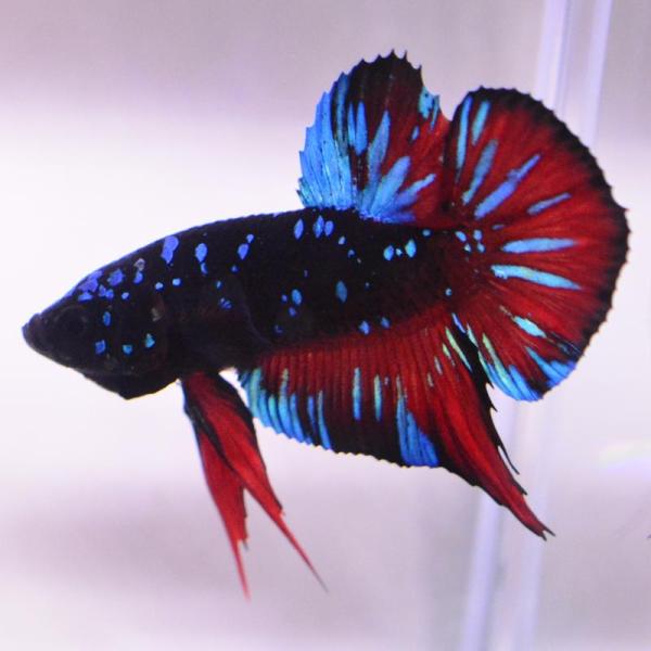 ベタ 熱帯魚 生体 プラカット ブラックスター オス ブルー系