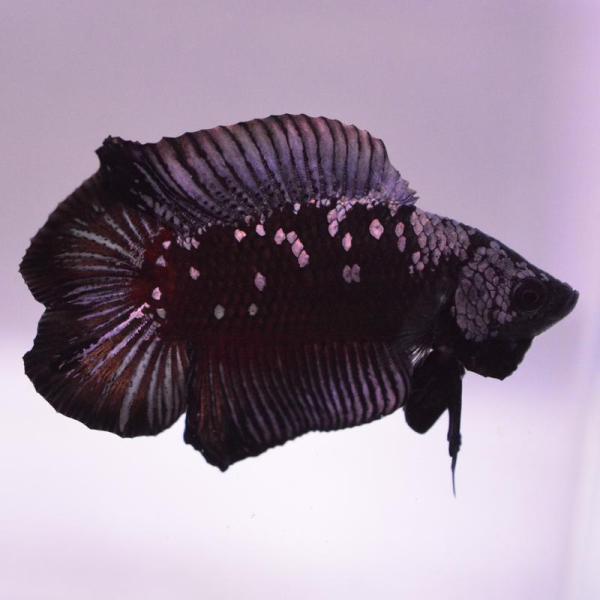 ベタ 熱帯魚 生体 ダブルテールプラカット サムライ オス ブラック系