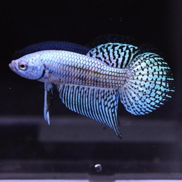 ベタ 熱帯魚 生体 エイリアン ブルー オス