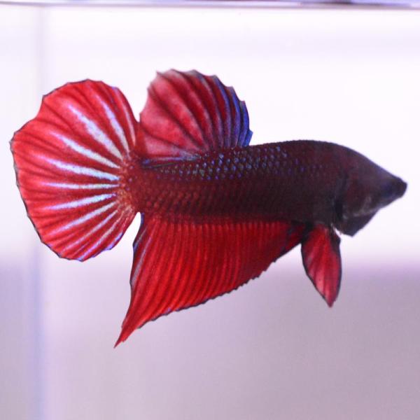 ベタ 熱帯魚 生体 エイリアン スプレンデンスレッド オス