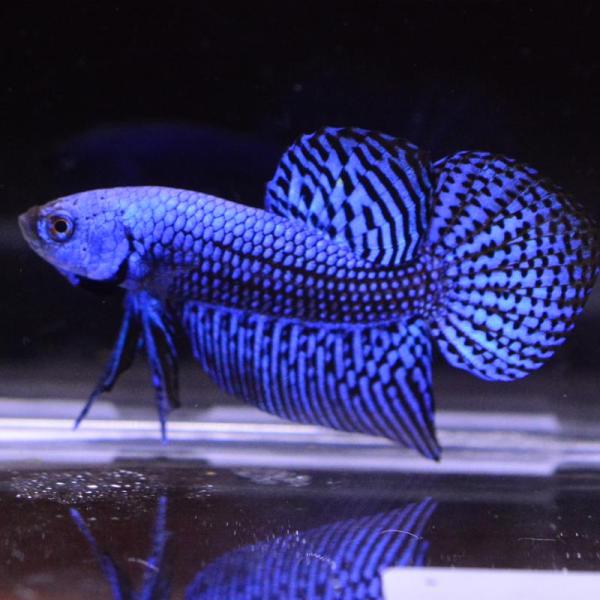 ベタ 熱帯魚 生体 エイリアン ブルー オス