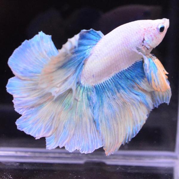 ベタ 熱帯魚 生体 ハーフムーン イエローグリッセル オス