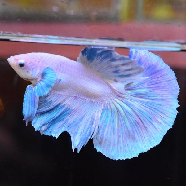 ベタ 熱帯魚 生体 ハーフムーン ダンボスイート オス ブルー系