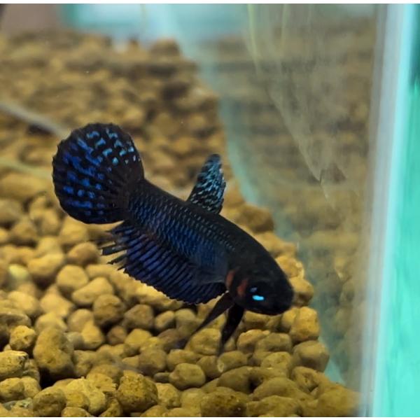 ベタ 熱帯魚 生体 ヘンドラー ペア