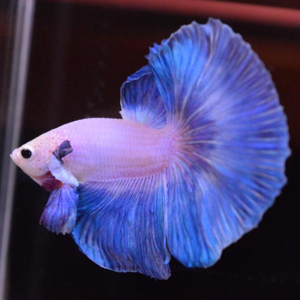 ベタ 熱帯魚 生体 ハーフムーン ダンボスイート オス ブルー系