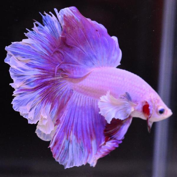 ベタ 熱帯魚 生体 ハーフムーン ダンボスイート オス レッド系