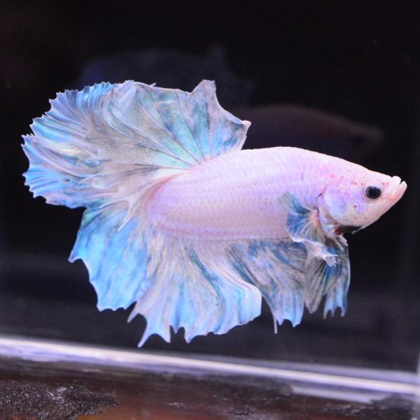 ベタ 熱帯魚 生体 ハーフムーン ダンボスイート オス ブルー系