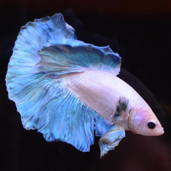 ベタ 熱帯魚 生体 ハーフムーン ダンボスイート オス ブルー系
