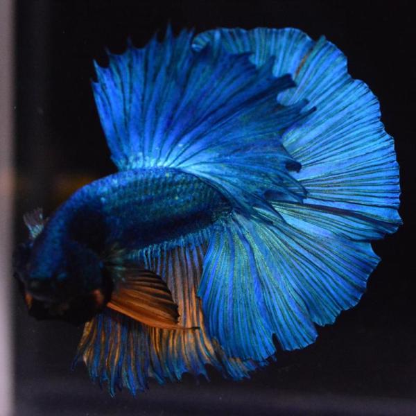 ベタ 熱帯魚 生体 ハーフムーン マスタード オス ブルー系