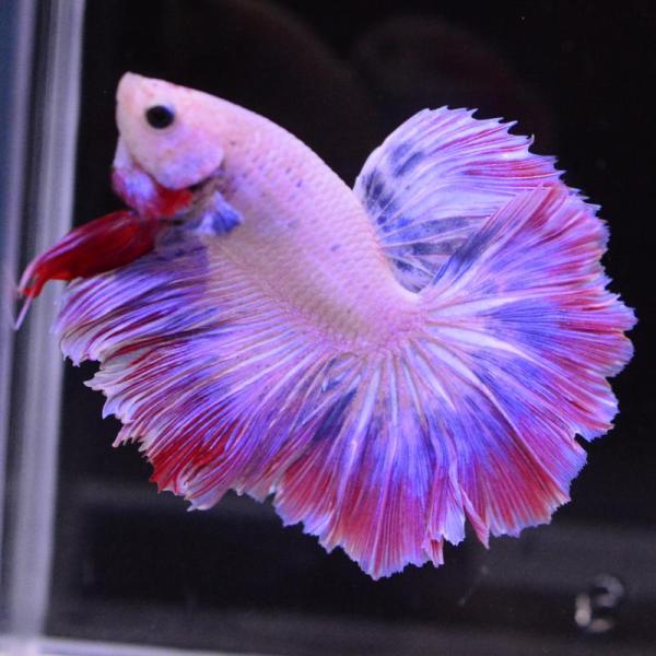 ベタ 熱帯魚 生体 ハーフムーン ピンク オス レッド系