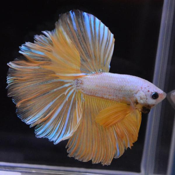 ベタ 熱帯魚 生体 ハーフムーン イエローグリッセル オス