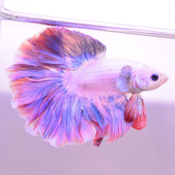 ベタ 熱帯魚 生体 ハーフムーン ピンク オス レッド系