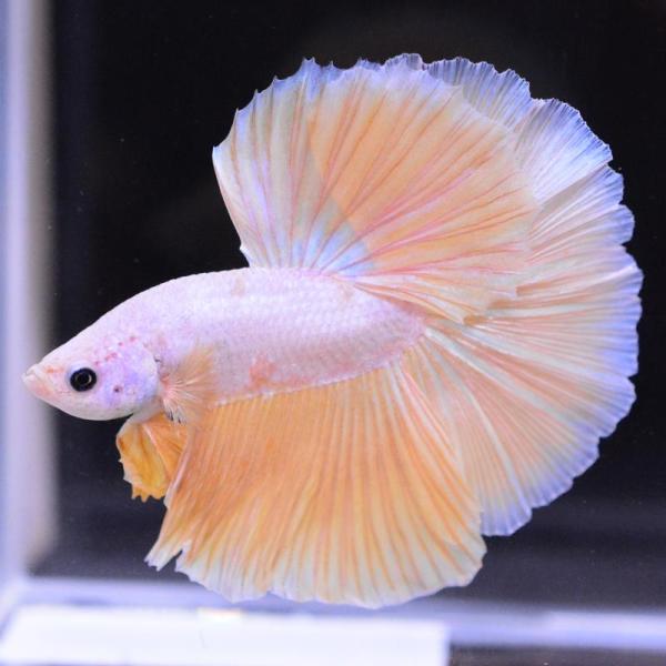 ベタ 熱帯魚 生体 ハーフムーン イエローグリッセル オス