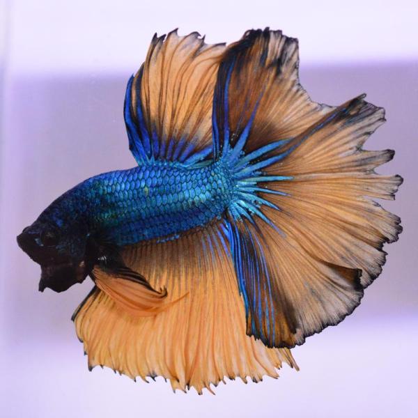 ベタ 熱帯魚 生体 ハーフムーン マスタード オス ブルー系
