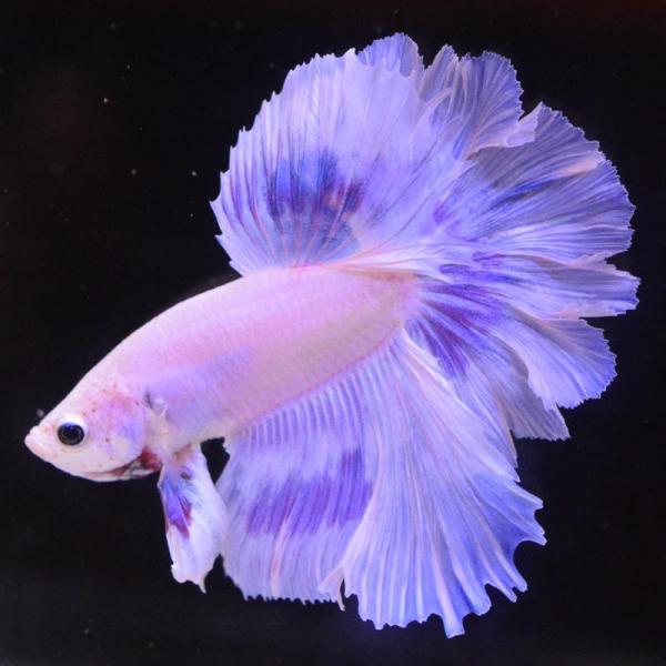 ベタ 熱帯魚 生体 ハーフムーン ピンク オス レッド系
