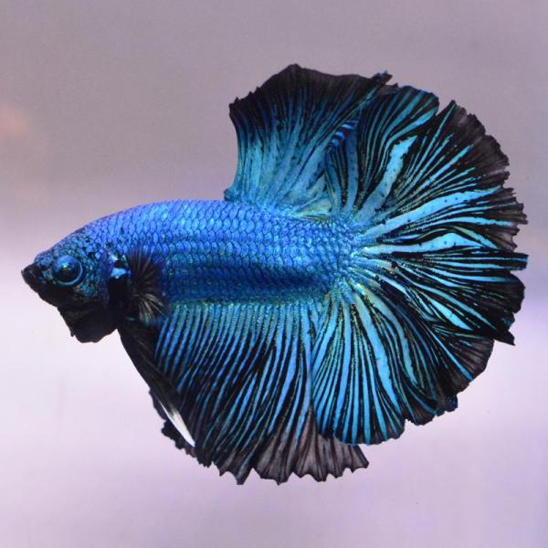 ベタ 熱帯魚 生体 ハーフムーン グリーンブラックドラゴン オス