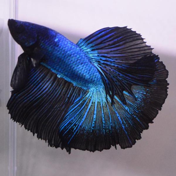ベタ 熱帯魚 生体 ハーフムーン グリーンブラックドラゴン オス