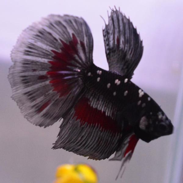 ベタ 熱帯魚 生体 ハーフムーン ブラックスターカッパー オス