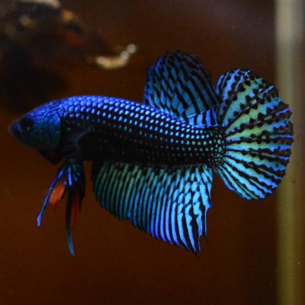 ベタ 熱帯魚 生体 エイリアン グリーン オス