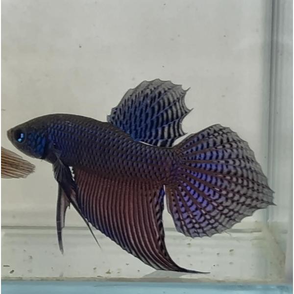 ベタ 熱帯魚 生体 スマラグディナギター ペア