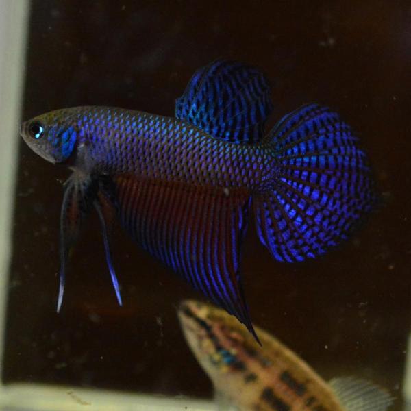 ベタ 熱帯魚 生体 スマラグディナギター ペア