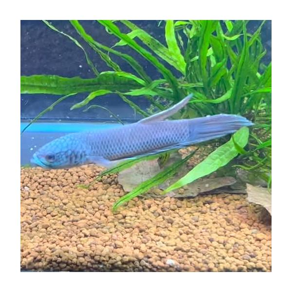 ベタ 熱帯魚 生体 アントゥタ ペア