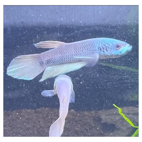 ベタ 熱帯魚 生体 アントゥタ ペア