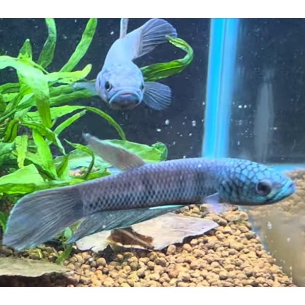 ベタ 熱帯魚 生体 アントゥタ ペア