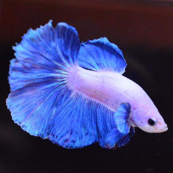ベタ 熱帯魚 生体 ハーフムーン ダンボスイート オス ブルー系