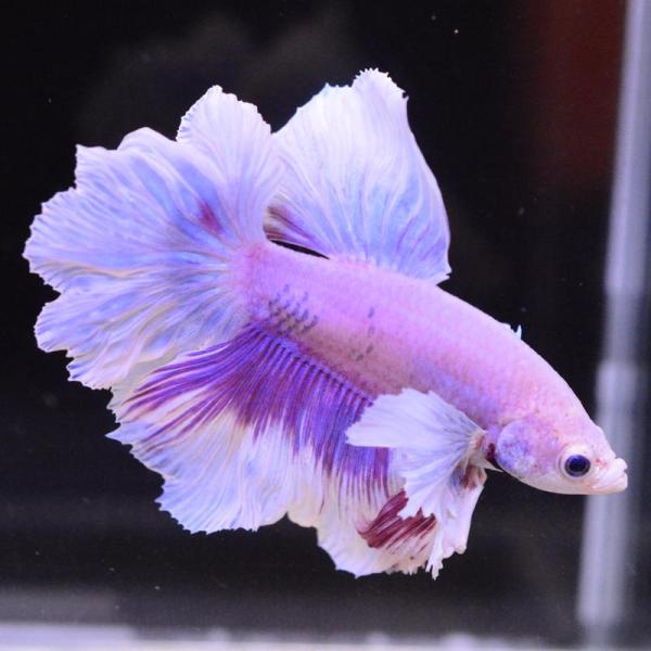 ベタ 熱帯魚 生体 ハーフムーン ダンボスイート オス レッド系