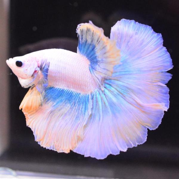 ベタ 熱帯魚 生体 ハーフムーン イエローグリッセル オス