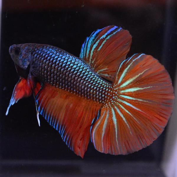 ベタ 熱帯魚 生体  ジャイアントプラカット8.0 HMPKグリーンドラゴン オス