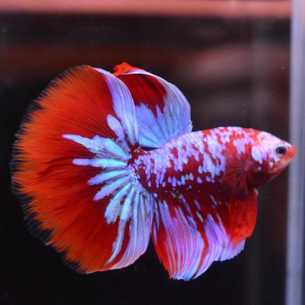 ベタ 熱帯魚 生体 ハーフムーン レッドパープルギャラクシー オス