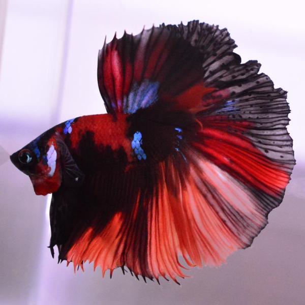 ベタ 熱帯魚 生体 ハーフムーン マルチカラー オス レッド系