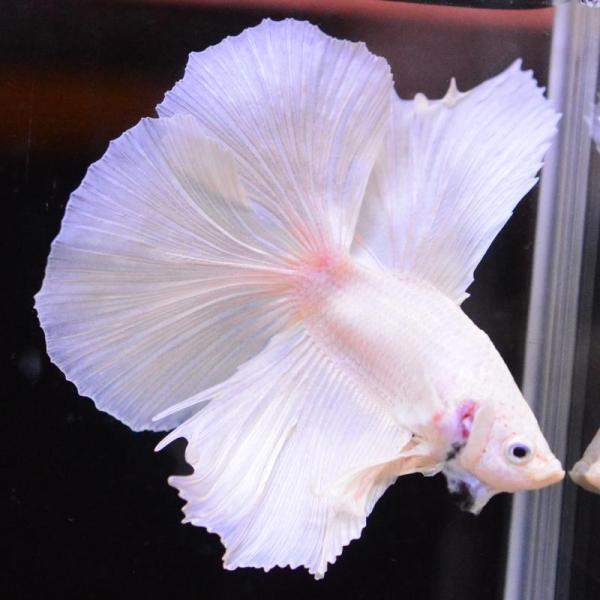 熱帯魚様 ベタ 熱帯魚 生体 ダブルテールハーフムーン ホワイト オス