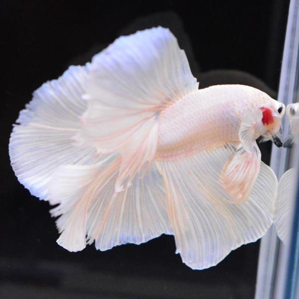 熱帯魚様 ベタ 熱帯魚 生体 ダブルテールハーフムーン ホワイト オス