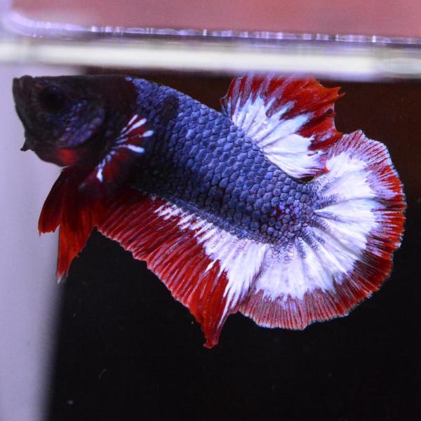 ベタ 熱帯魚 生体 プラカット キャンディ オス ブルー系 ベタ 熱帯魚