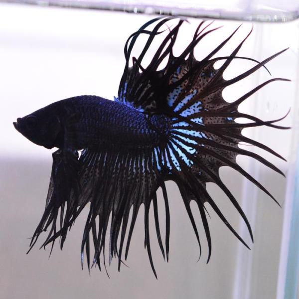 ベタ 熱帯魚 生体 クラウンテール ブラック オス ブルー系
