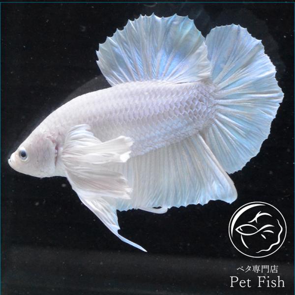 ベタ ダンボ 検索ランキング注目度順 ベタ ダンボ 総合