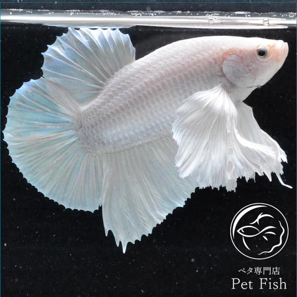 ベタ ダンボ 検索ランキング注目度順 ベタ ダンボ 総合