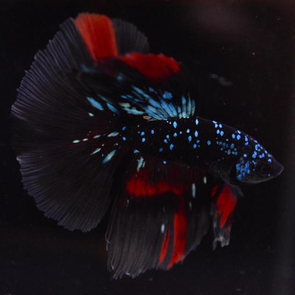 熱帯魚様 ベタ 熱帯魚 生体 ハーフムーン ブラックスター オス 8275
