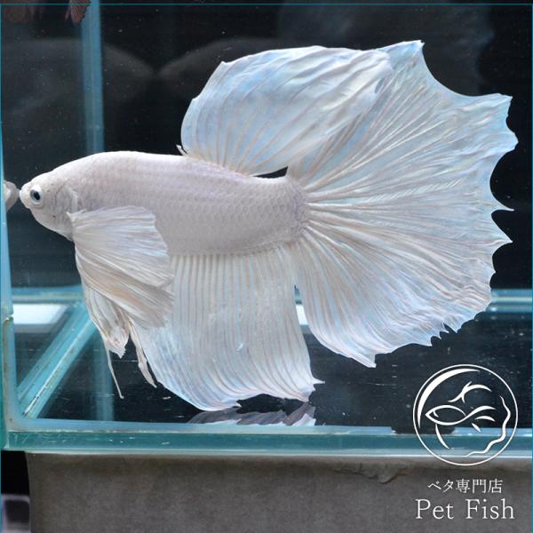 ベタ ダンボ 検索ランキング注目度順 ベタ ダンボ 総合