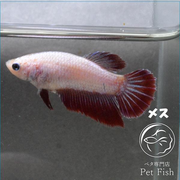 ベタ 熱帯魚 生体 ショーベタ ラベンダーピンク メス 繁殖 Pefaaba4832 ベタ専門店 ペットフィッシュ 通販 Yahoo ショッピング